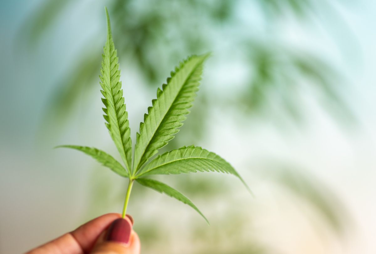 Things to Consider When Investing in Cannabis